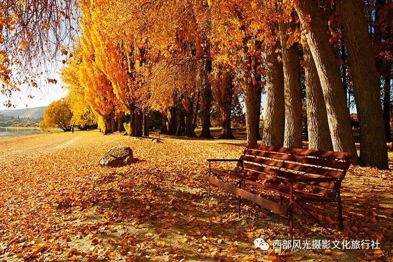 救援花卉销售员